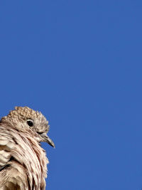 Low angle view of a bird against clear blue sky
