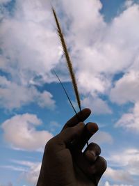 Holding a wheat paddy against sky