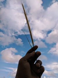 Close-up of hand holding plant against sky