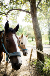 Two horse standing on field