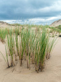 Dune grass called ammophila arenaria, slowinski national park, poland
