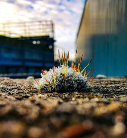 Close-up of flowering plant on field