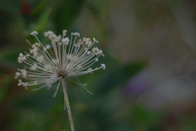 Close-up of white dandelion flower