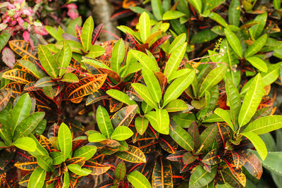 High angle view of green leaves on plant