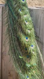 Close-up of peacock feathers