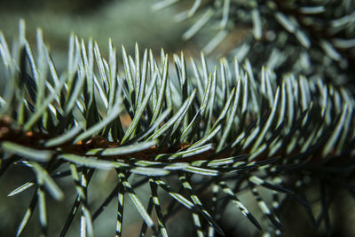 Close-up of pine tree