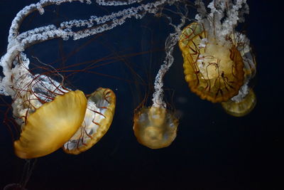 Jellyfish swimming at aquarium