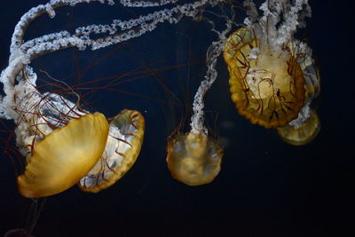 Close-up of over black background