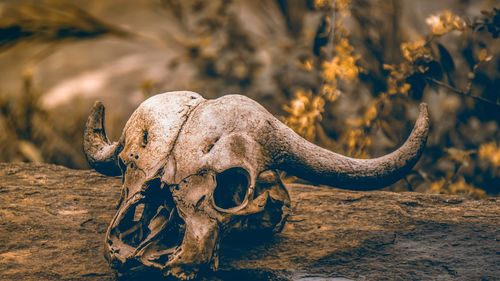 Close-up of animal skull