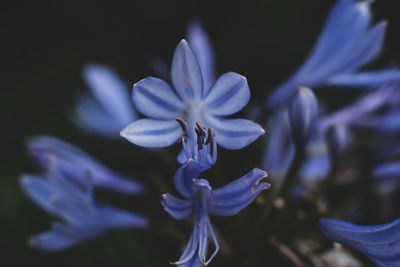 Close-up of purple flowering plant