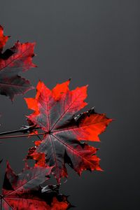 Close-up of maple leaves on plant against sky