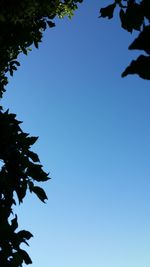 Low angle view of trees against clear blue sky