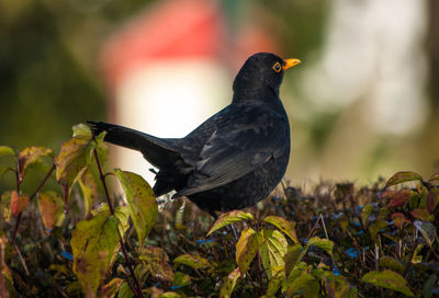 Close-up of bird perching outdoors