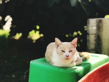 Close-up portrait of a cat