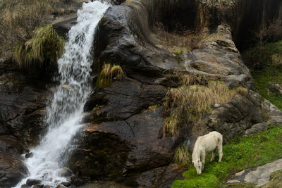 View of water flowing through rocks