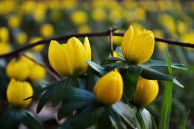 Close-up of yellow flowers blooming outdoors