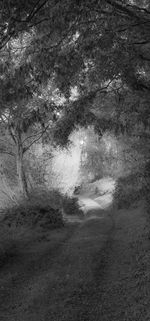 Road amidst trees on field in forest