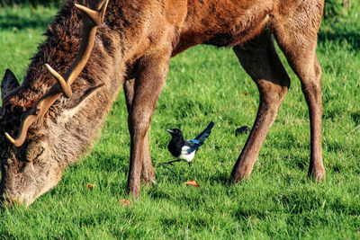 Stag and magpie on field symbiotic relationship 