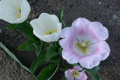 Close-up of white flowering plant