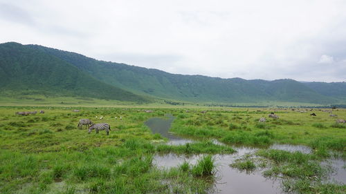 Scenic view of grassy field against sky
