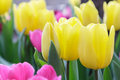 Close-up of yellow tulip