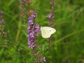 Close-up of butterfly on purple flower