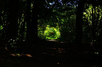 Trees in forest