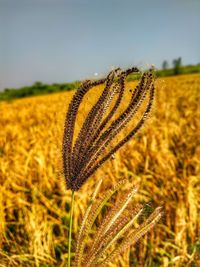 Close-up of stalks in field against sky