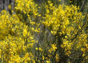 Close up of yellow flowers