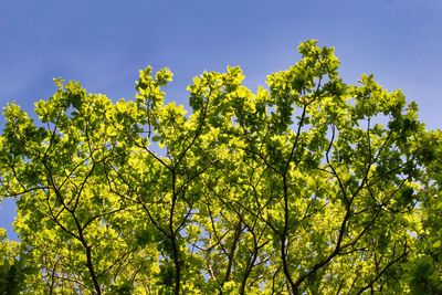 Low angle view of flowering tree against sky