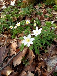 Close-up of white flowers