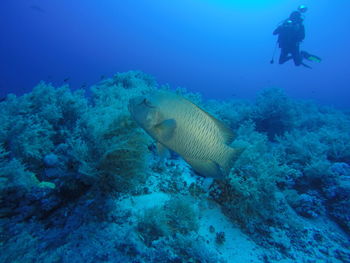 Fish swimming in sea