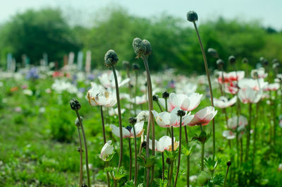 Close-up of white flowering plants on field