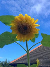 Close-up of sunflower blooming against clear sky