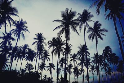 Low angle view of palm trees against sky