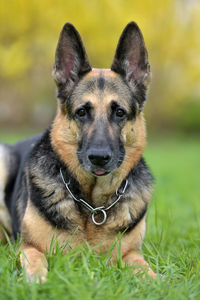 Portrait of a dog on field