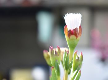 Close-up of flowering plant