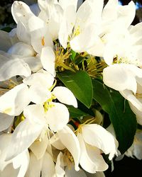 Close-up of white flowers blooming outdoors