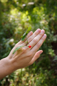 Close-up of hand holding plant