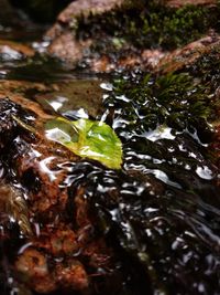 High angle view of turtle in water