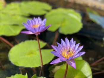 Close-up of purple crocus flowers