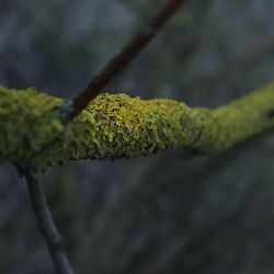 Close-up of tree trunk