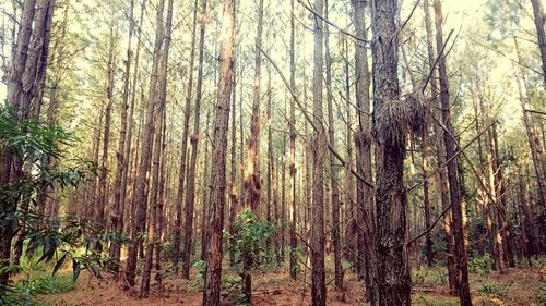 Trees in forest