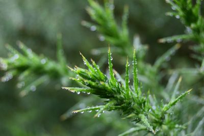 Close-up of green plant with water