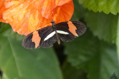 Close-up of butterfly on orange flower