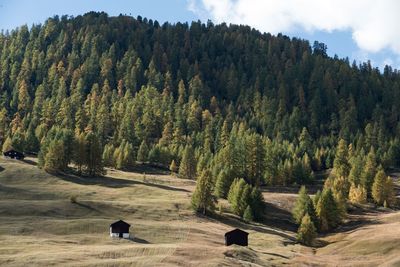 Scenic view of forest against sky