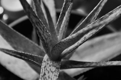 Close up of leaf