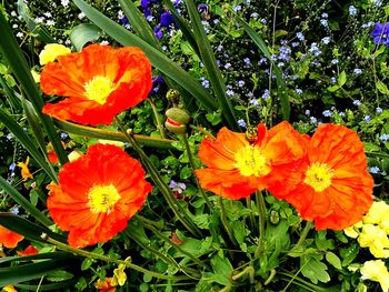 Close-up of orange flowers blooming outdoors