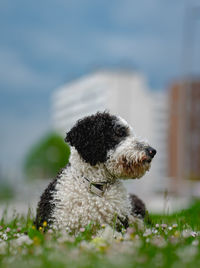 Close-up of dog