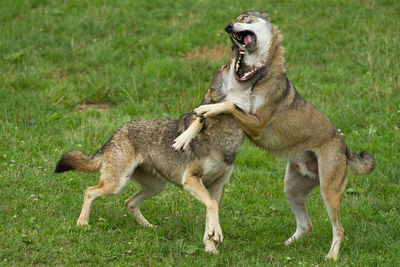 Lion playing on field